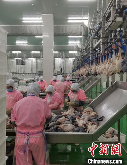 资料图：工人在加工“滚山鸡”。　王维英 摄