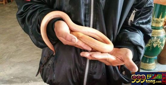 彩市资讯：活久见!彩民通过黄鳝鱼游动姿势预测彩票号码